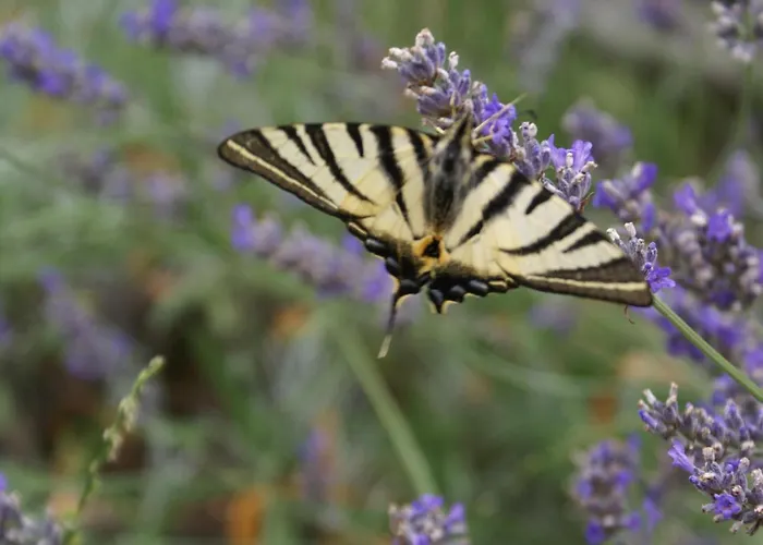 Gite Renove Au Calme Avec Jardin Clos A Boissets - Fr-1-527-46 fotoğrafı